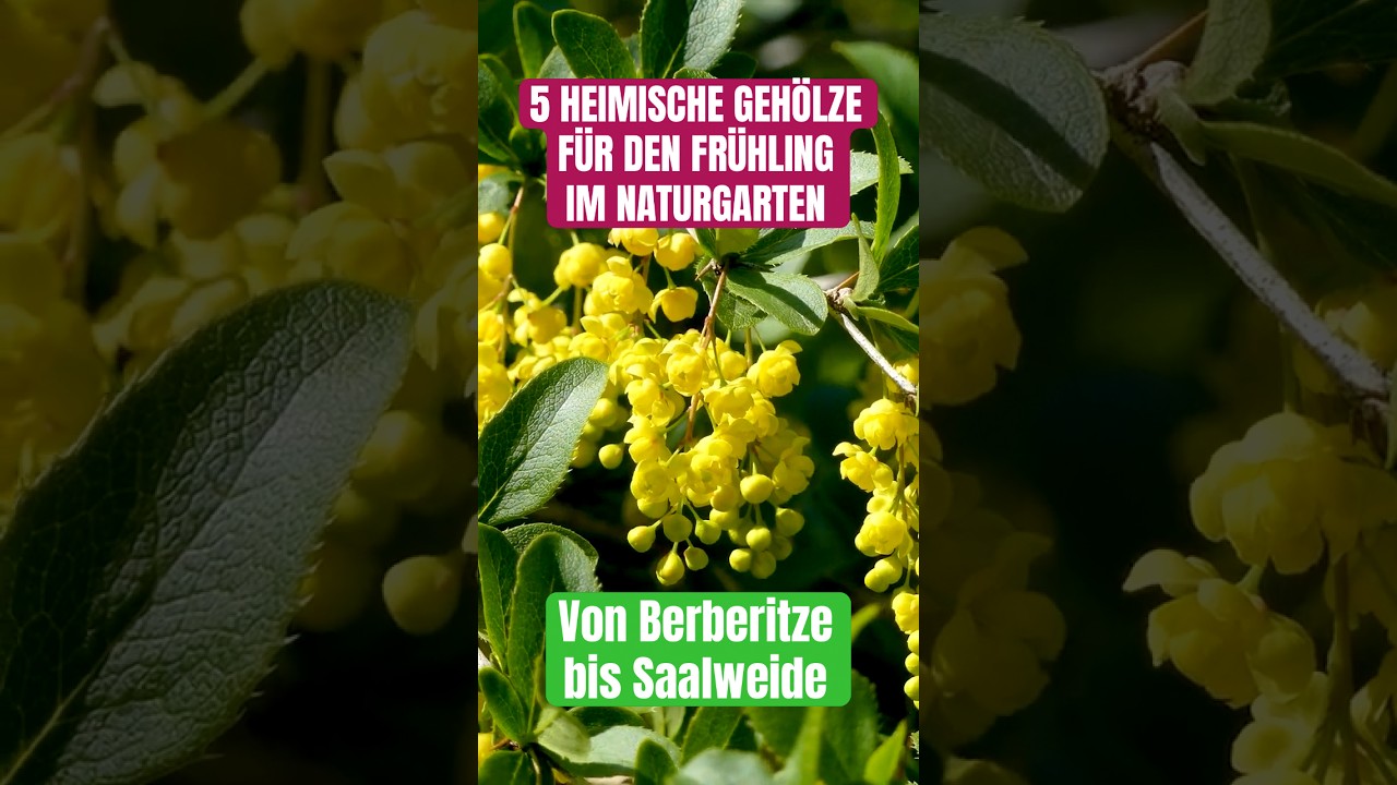 5 Tolle heimische Geh&ouml;lze f&uuml;r den Fr&uuml;hling im Naturgarten - Heckenkirsche, Dirndlstrauch, Saalweide