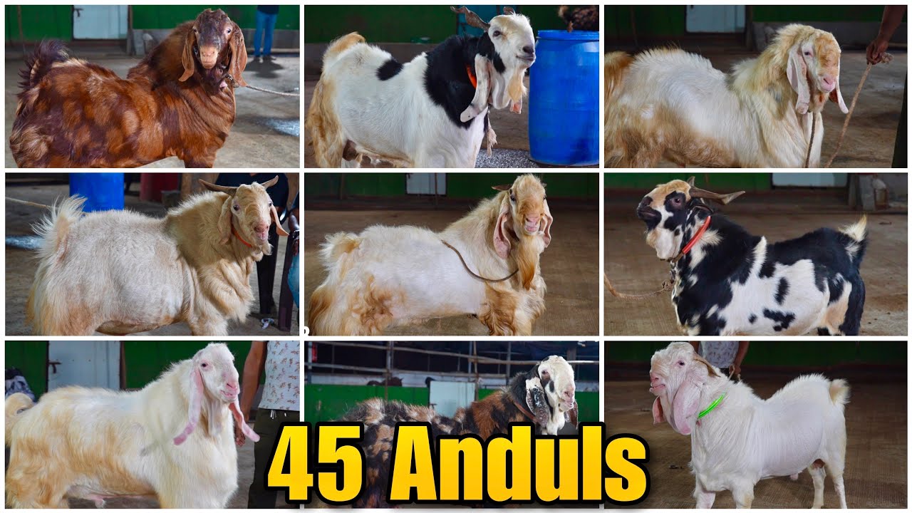 Top 45 Andul Goats of JD Goat Farm Showcased To Hysham Bhai & Team MD