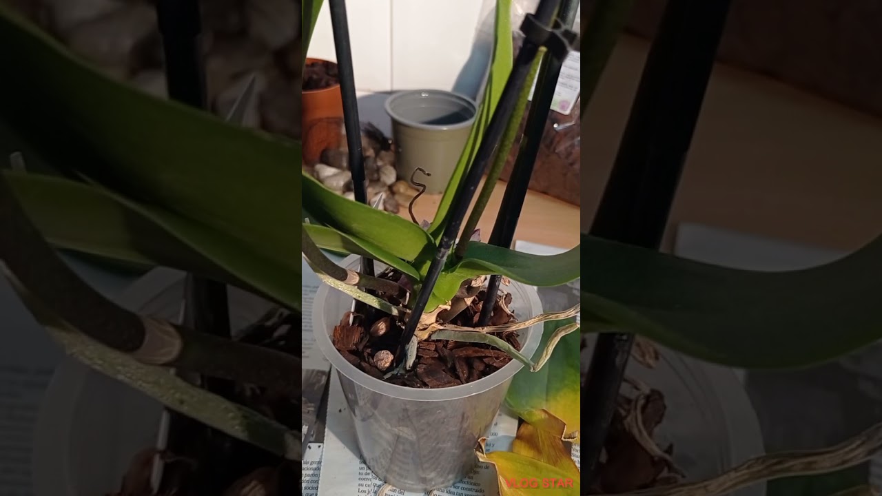 SALVANDO UNA ORQUÍDEA CASI SECA 😱 ( 1° parte )