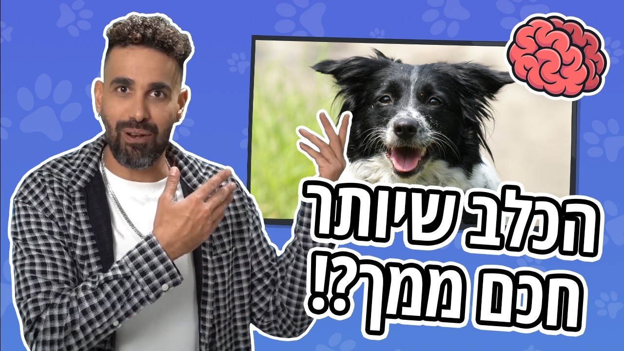 הכלב הכי חכם בעולם | אז אתם רוצים לגדל בורדר קולי?