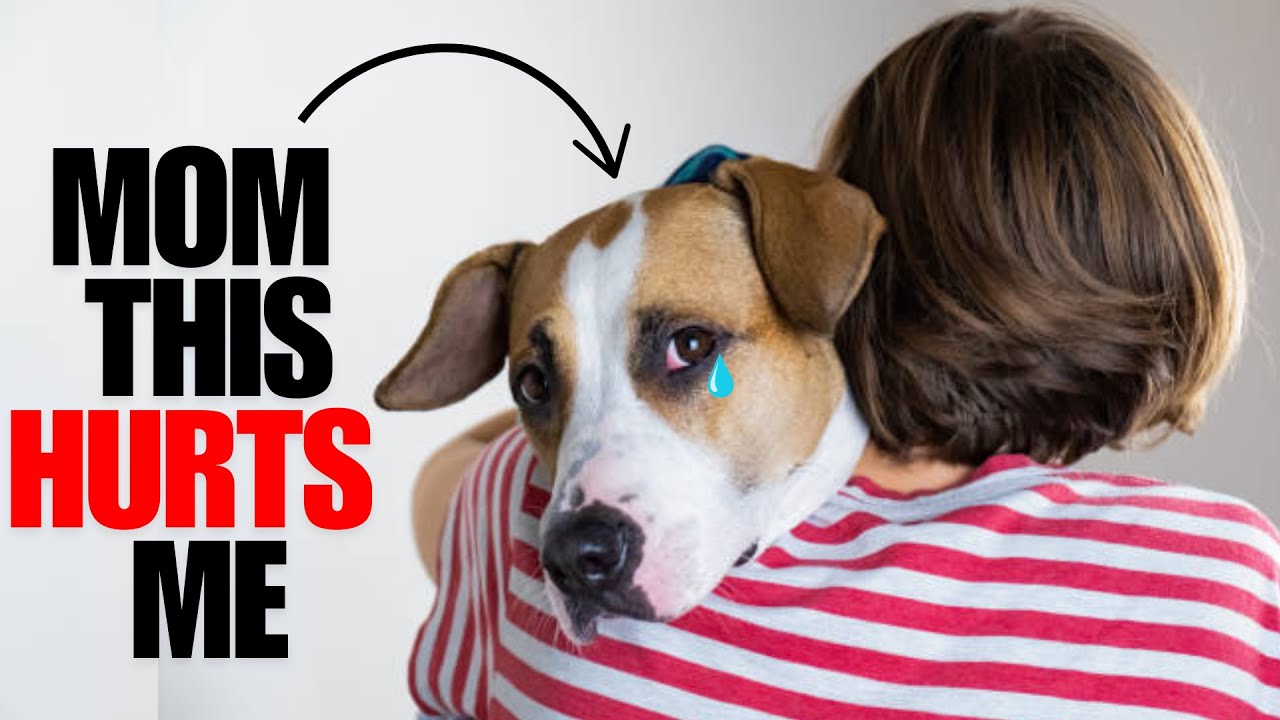 16 Things You’re Doing Daily That HURT'S Your Dog’s FEELINGS