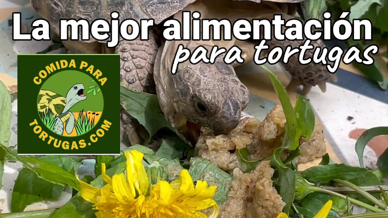 Plantando semillas para tener plantas comestibles para tortugas de tierra