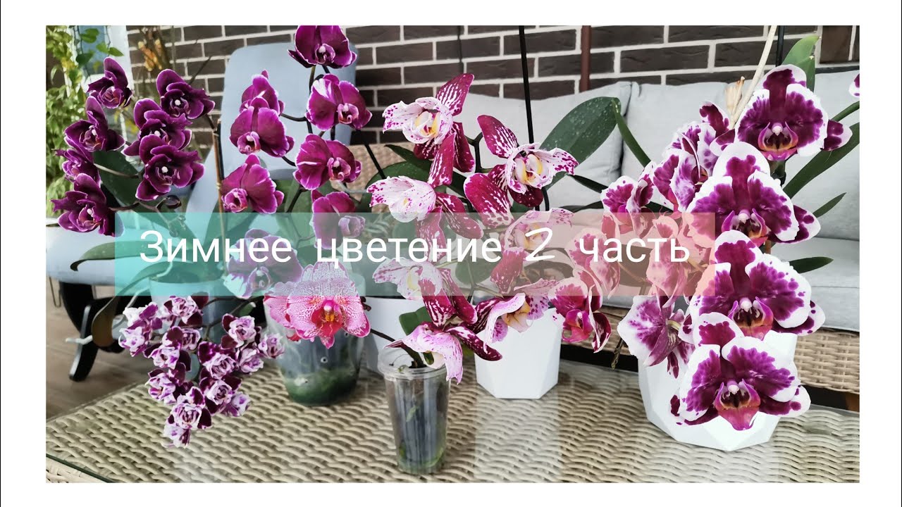 Зимнее цветение орхидей 2 часть😌✨ Бабочки, пелорики.