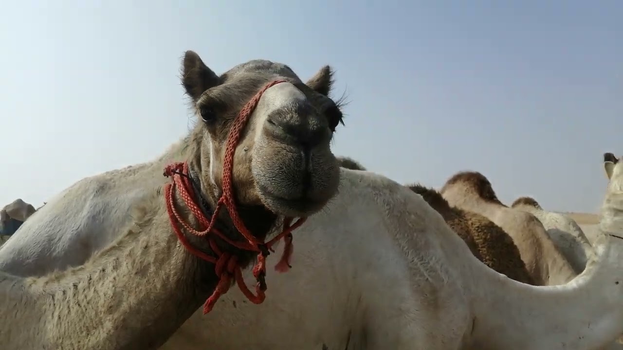 Mujeeb visat camal farm