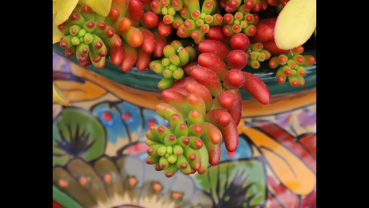 How to Pair Succulents with Talavera Pots