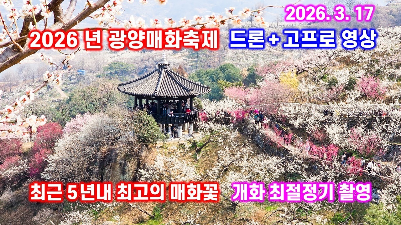광양매화축제 - 최근 5년내 가장 아름대운 매화꽃 개화최절정기 촬영(드론+고프로) 2026.3.17