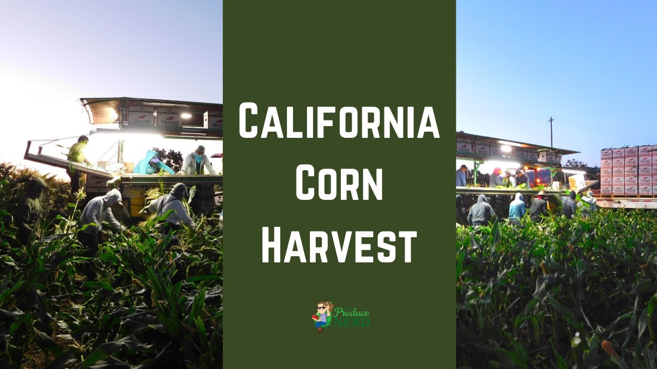 California Corn Harvest: Harvesting Sweet Corn by Hand