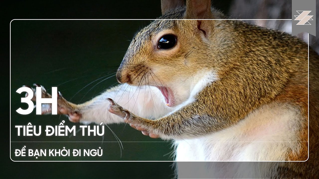 3H CÂU CHUYỆN TIÊU ĐIỂM THÚ để bạn khỏi ngủ | SAMURICE