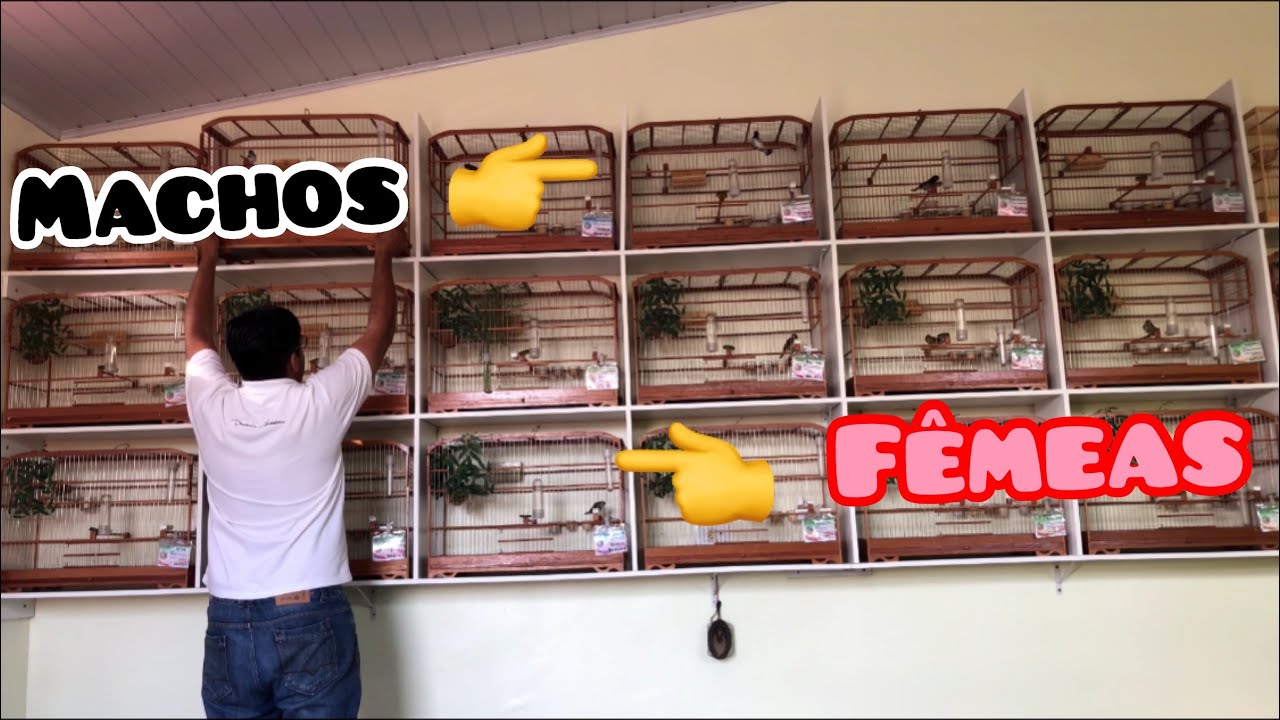 Como ter varios coleiro macho no mesmo local das fêmeas