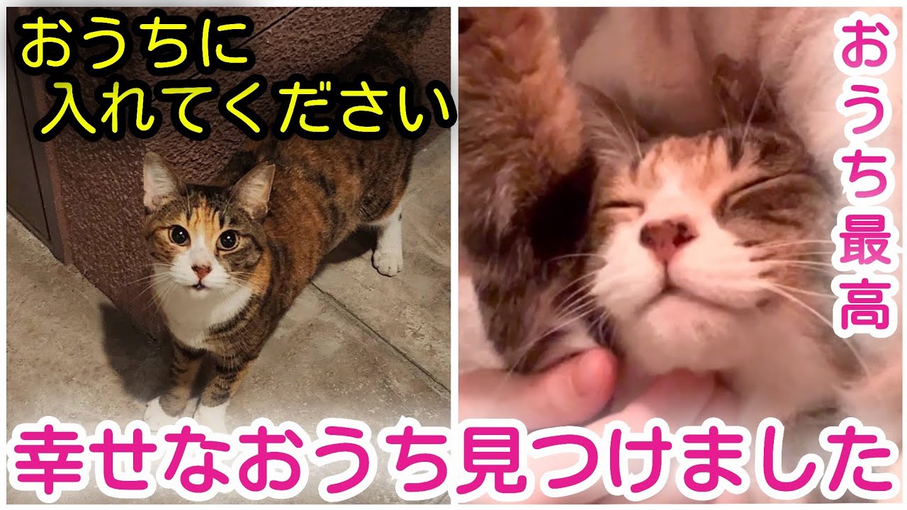 【野良猫から家猫へ】雨のなかひとりぼっちで待ってた美雨、家族を見つけ幸せな家猫になりました