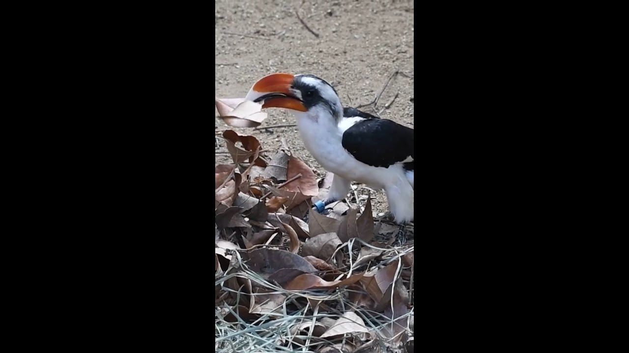 Loving Hornbill Builds Nest