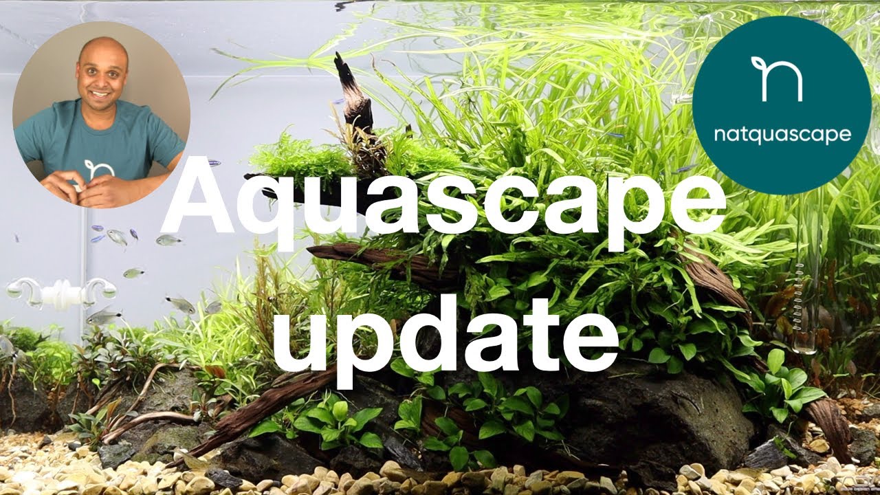ADA60P | 3 month update (2021)