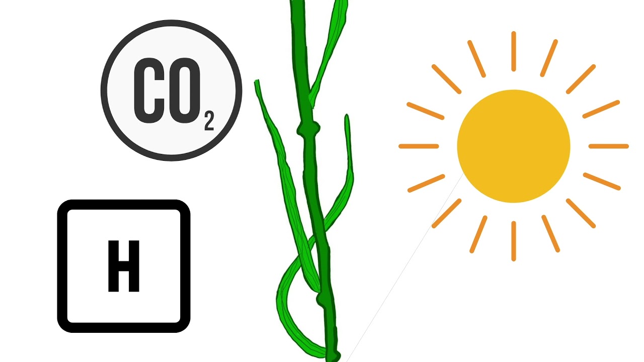 CWC | Lesson 4: Parts of a Wheat Plant