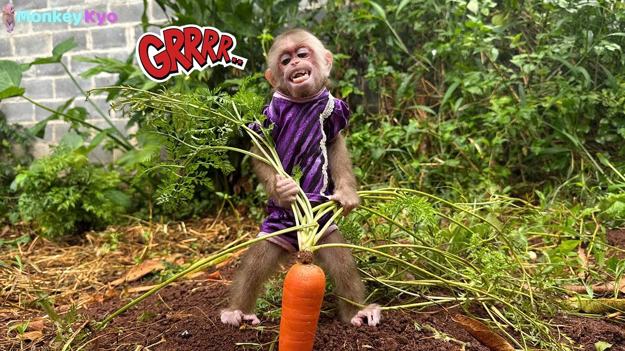 Unbelievable! No one thought Monkey Kyo could do THIS!