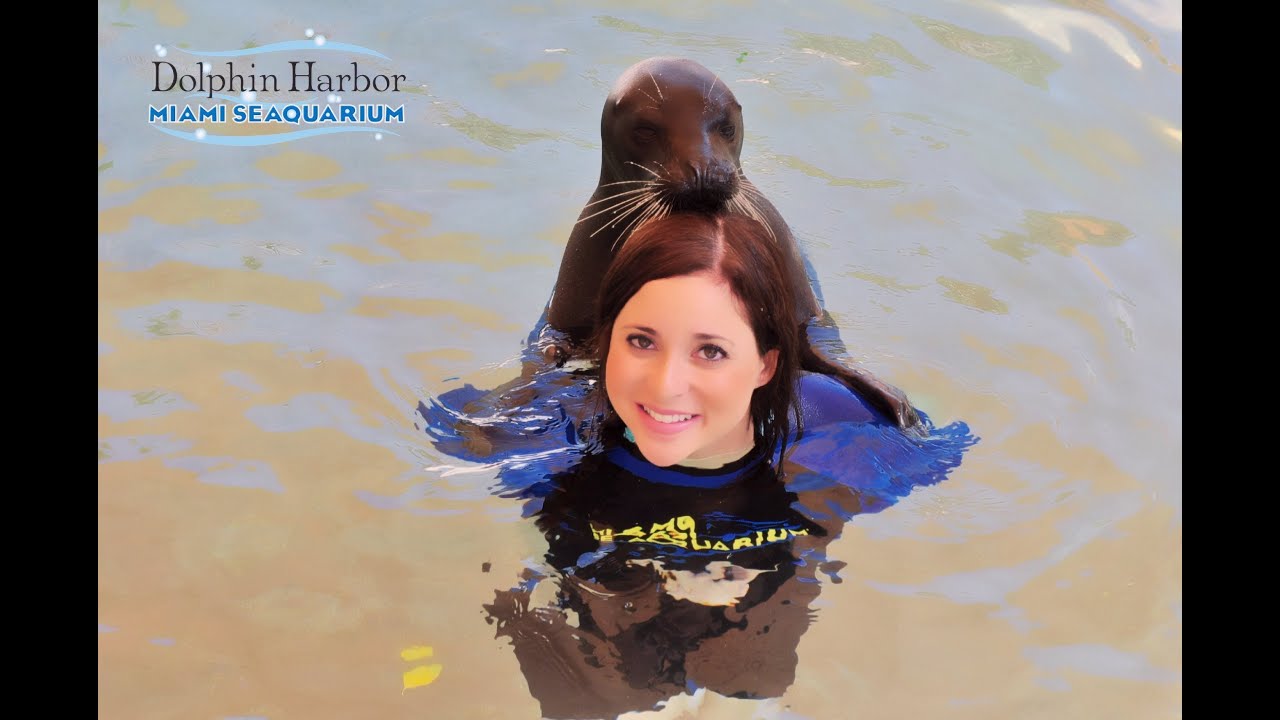 Swimming with dolphins and seals - Miami Seaquarium
