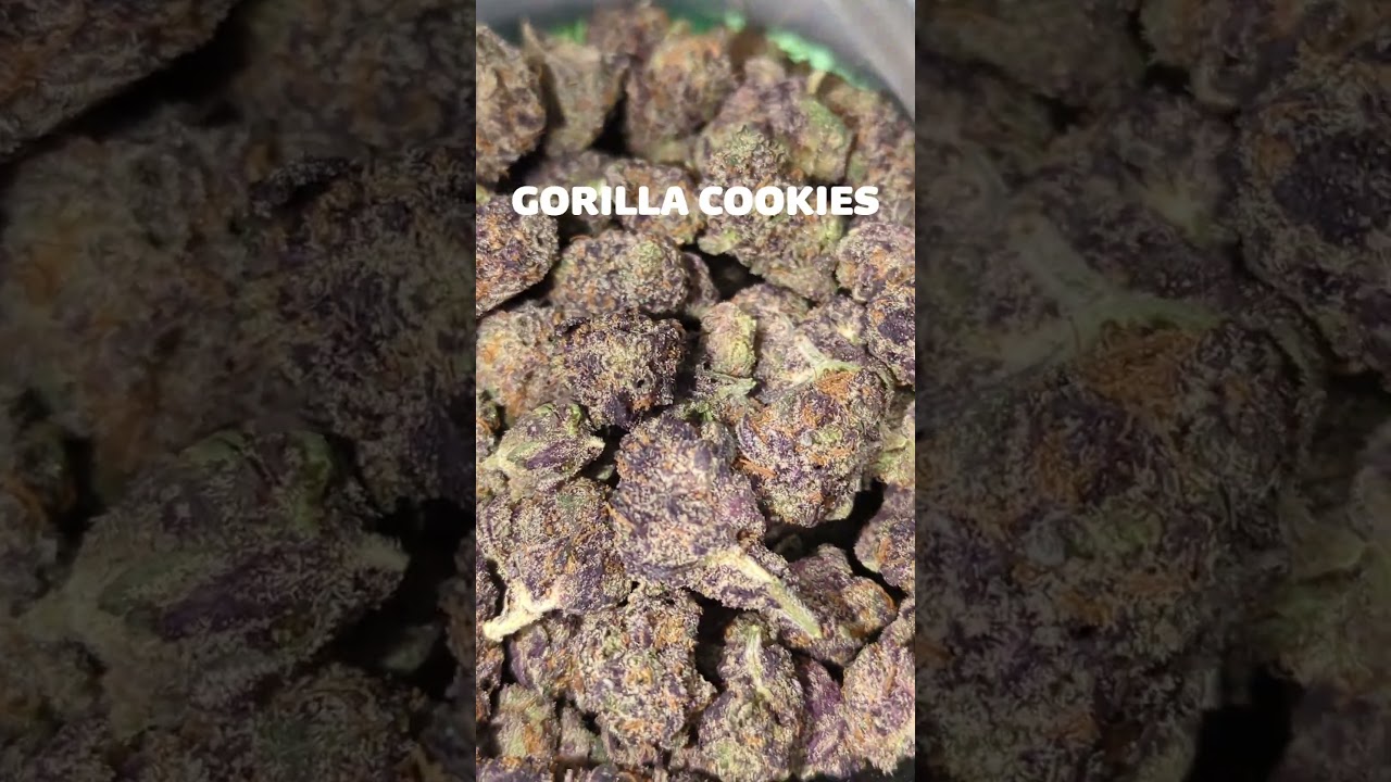 WNC- Gorilla Cookies #420 #wnc #thcareview #trees #gorillacookies