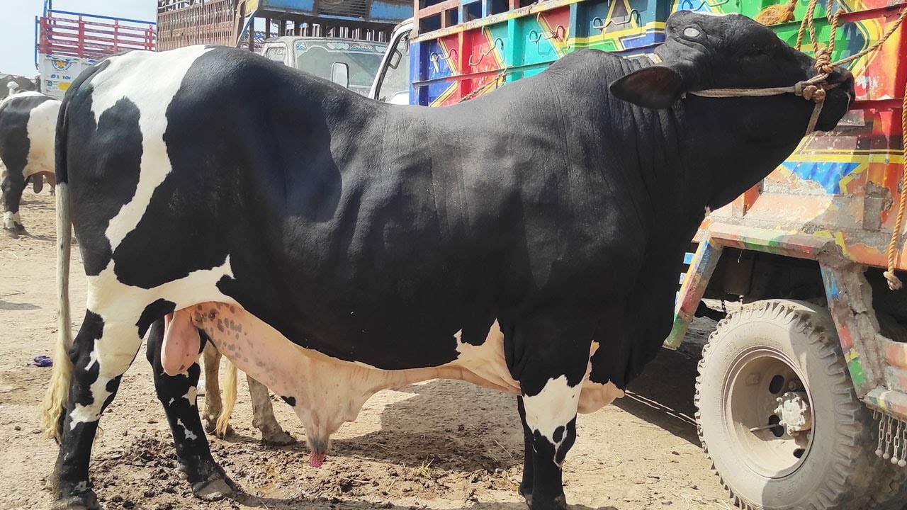 Hashim Aj Phr Mandi Main Heavy Bachray Lay Aya | Multan Mandi Main Janwar Or Customer Dono Zayda |