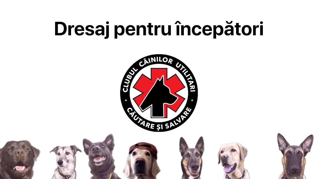 Dresaj pentru începători - episodul 1