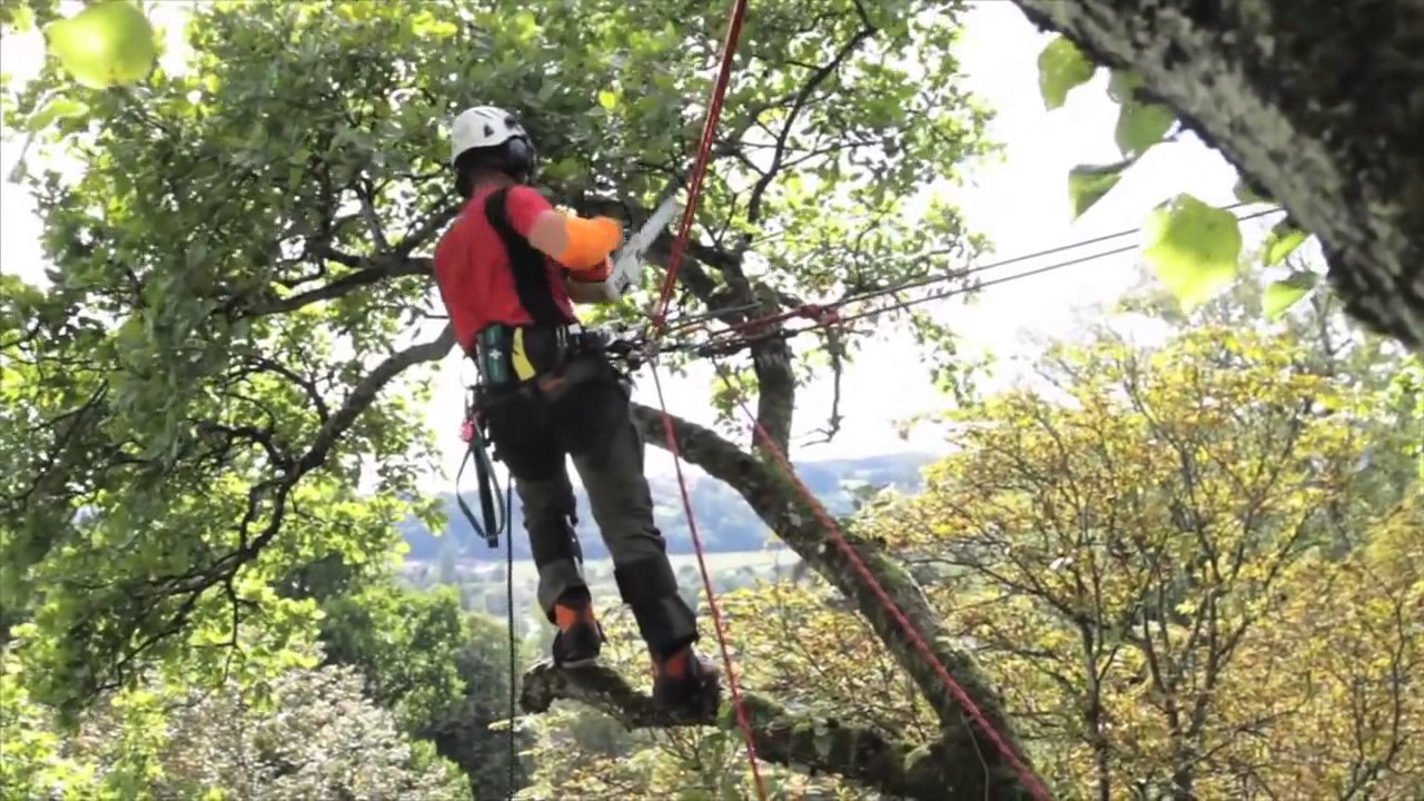 Uprząż biodrowa dla arborystów PETZL SEQUOIA
