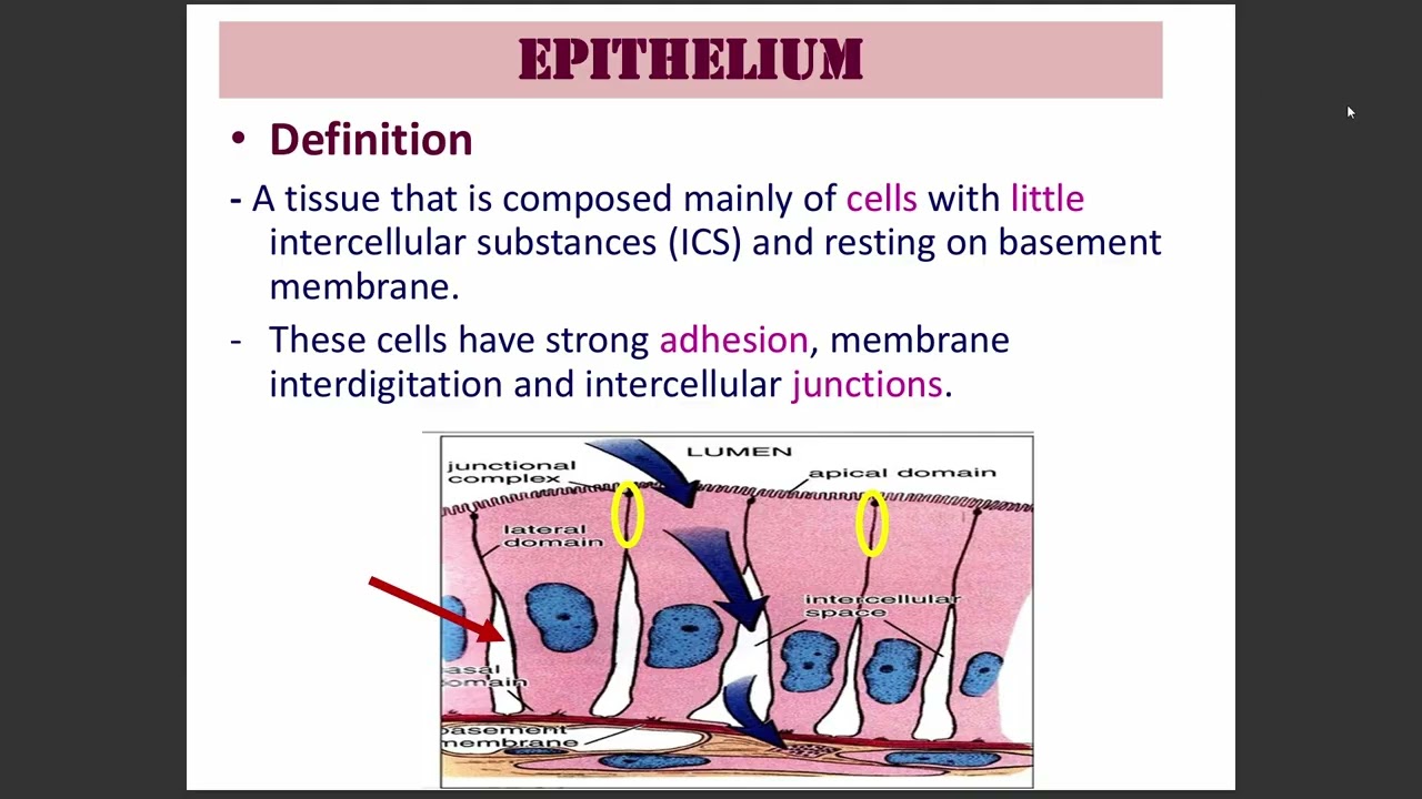 Histology Part 1 - Badr Uni