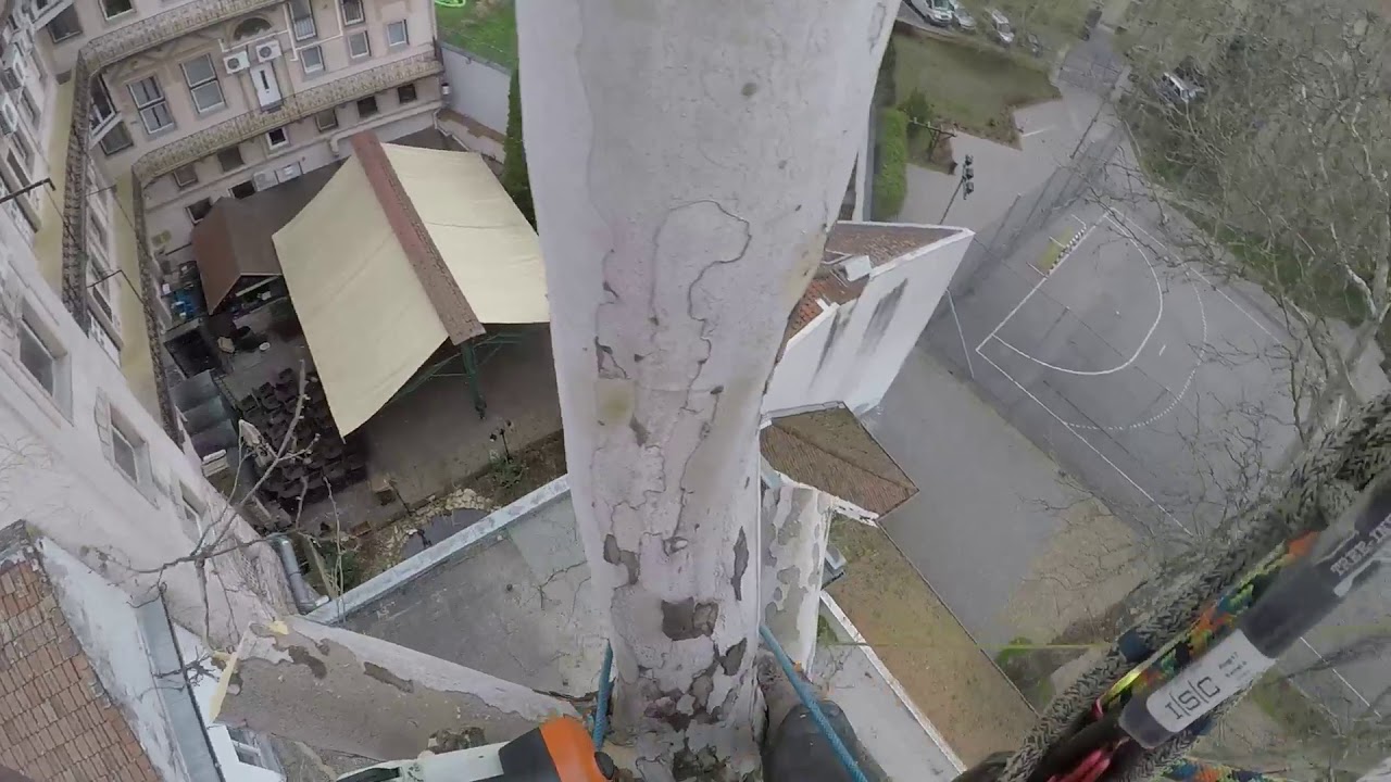 Favágás Alpintechnikával Szegeden - Platán