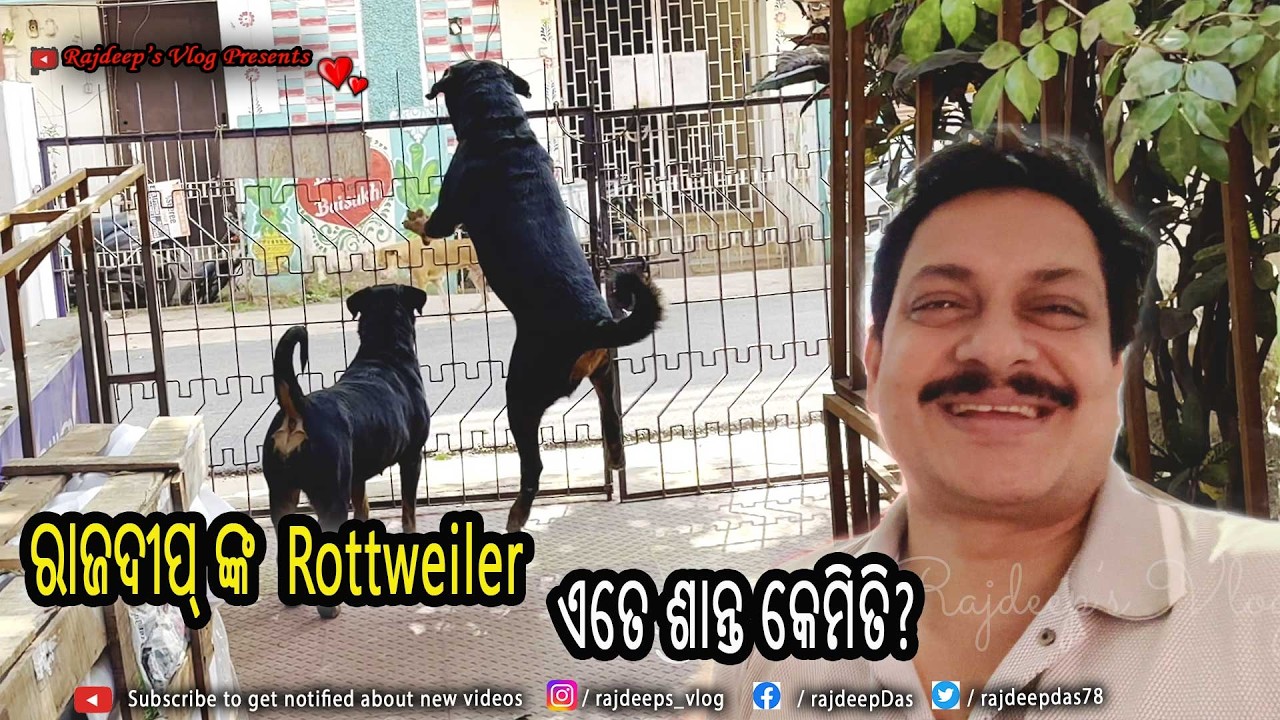 ରାଜଦୀପ୍ ଙ୍କ Rottweiler ଏତେ ଶାନ୍ତ କେମିତି ? Rajdeep's Vlog - 241