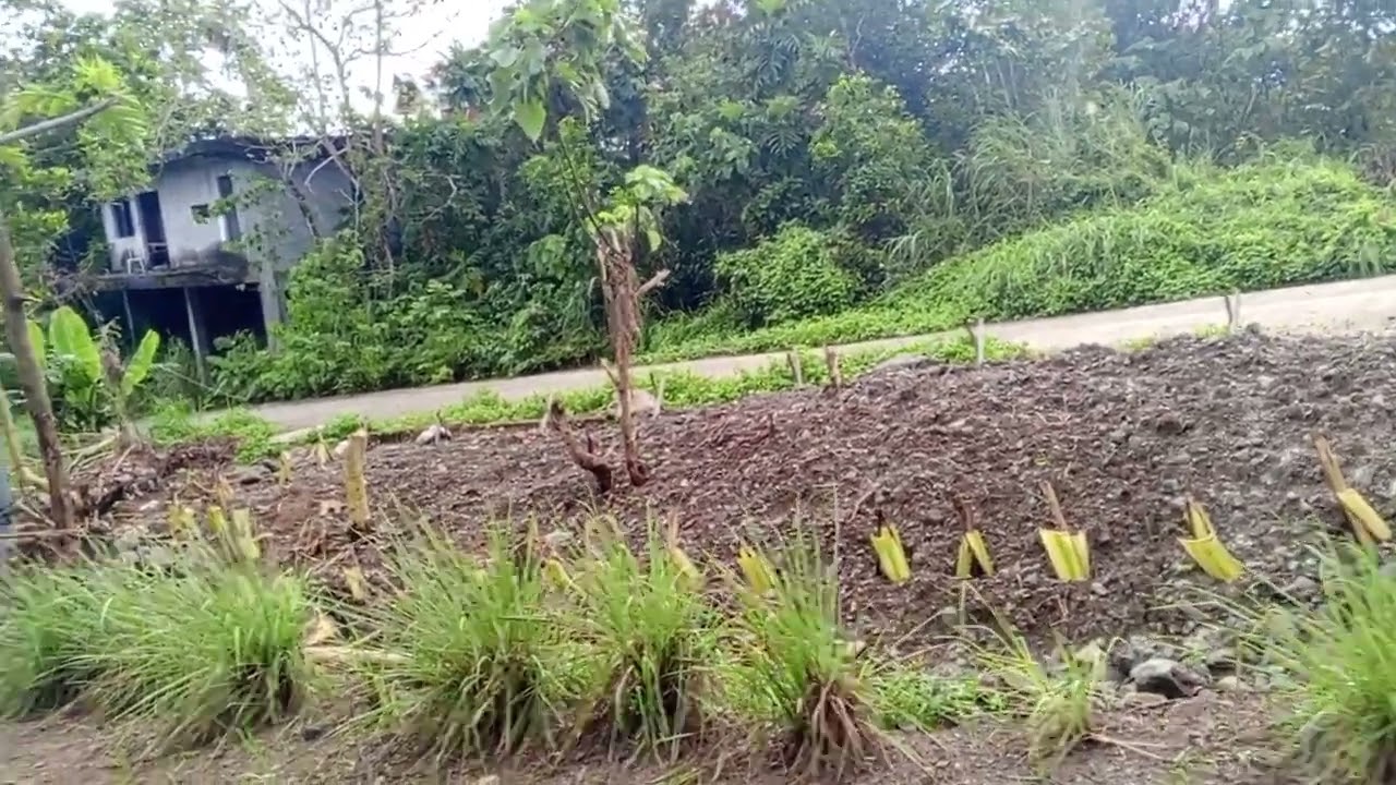 Bukid life gardining