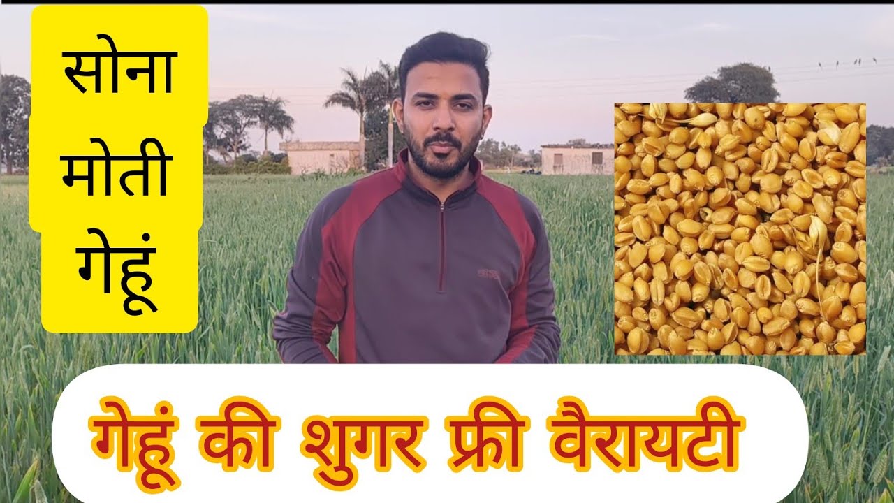गेहूं की प्राचीन किस्म |गेहूं की शुगर फ्री वैरायटी | सोना मोती गेहूं संपूर्ण जानकारी  #farming