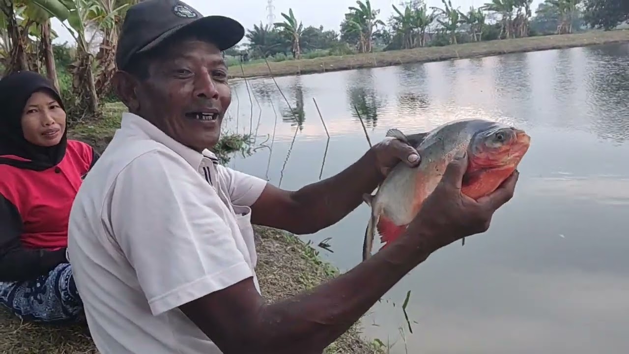 Perdana kolam Wak Bandi tgl 8/3/2026 tkt 100 RB jam 6 pagi palu Nibung 