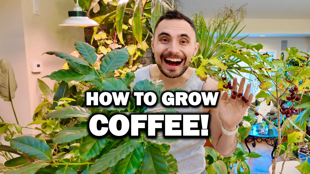 How to grow coffee in your house