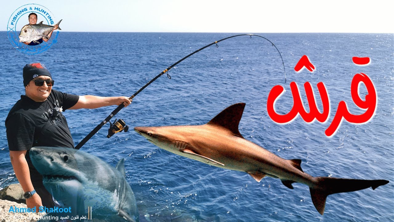 صيد قرش من الشاطئ