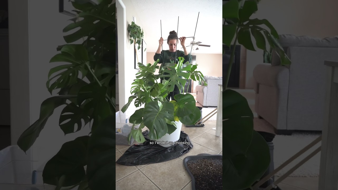 Repotting my huge monstera! #plantcare #monsteraplant #repottingplants