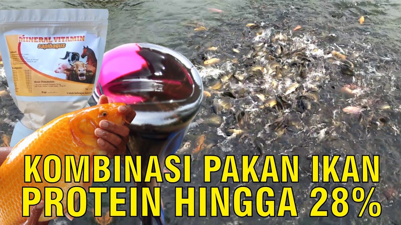 Kombinasi Pakan Ikan Protein Tinggi Hingga 28% Dengan Tambahan Molases