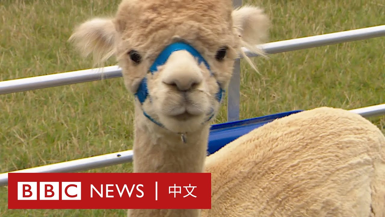 拖著羊駝去散步 舒緩精神緊張的「另類療法」 － BBC News 中文