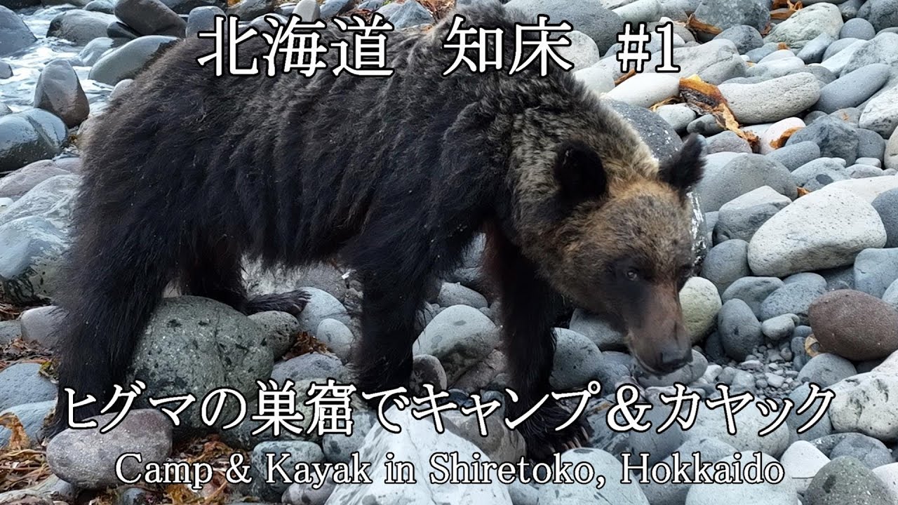 ヒグマの巣窟、北海道知床でカヤック＆キャンプ‐野生のヒグマとも遭遇 / Kayaking and camping in Shiretoko, Hokkaido, wild brown bears