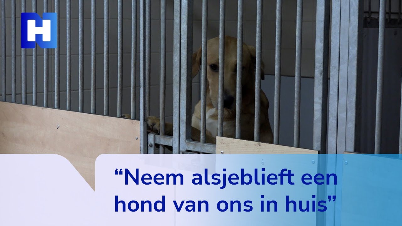 Dierenasiel in Zaandam zit bomvol honden, werknemers zijn radeloos