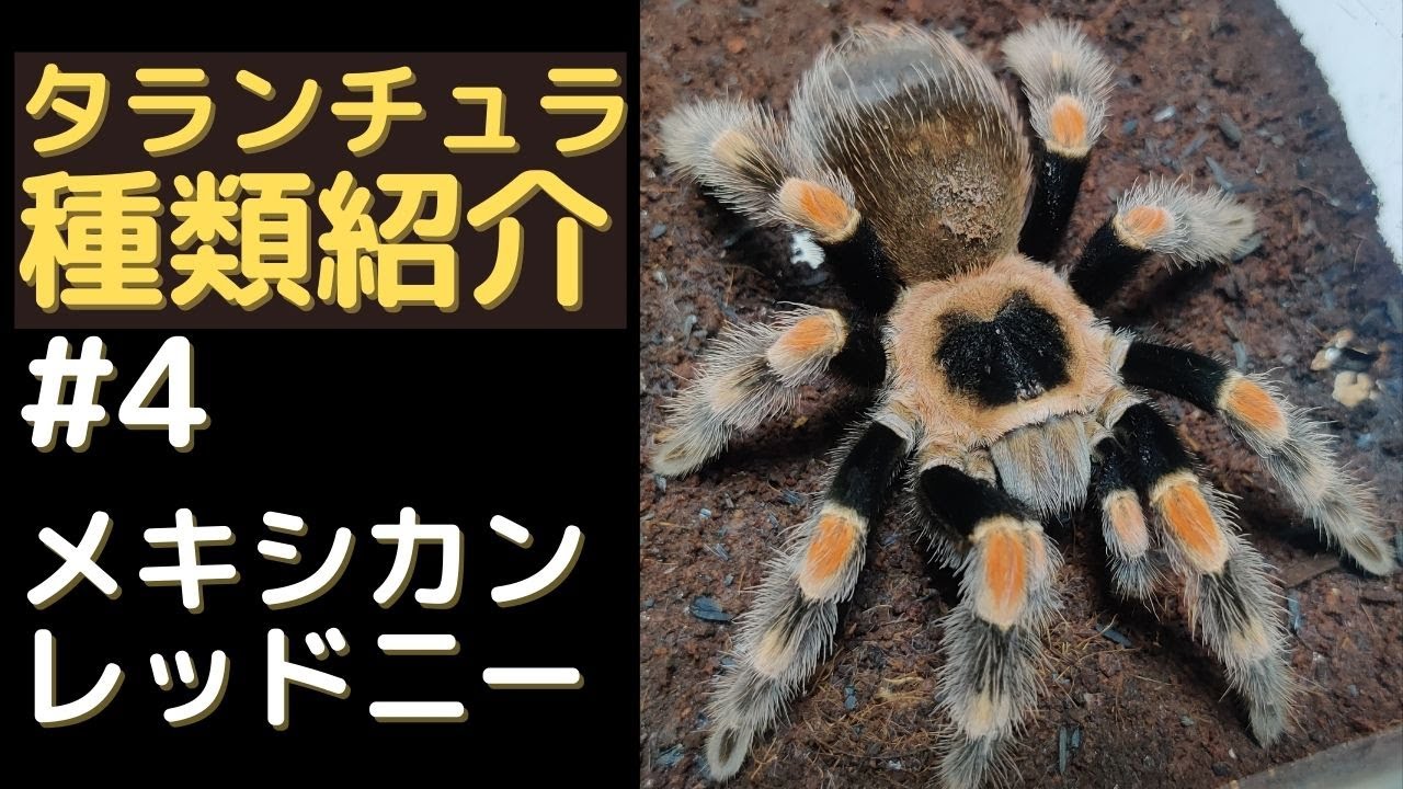 メキシカンレッドニー紹介、飼育方法 