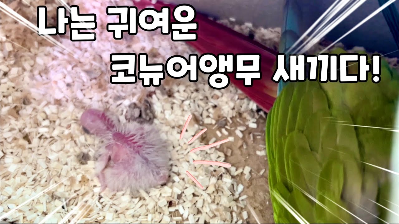 뚱이와앵두의 육아일기No2. 방금 태어난 작고 귀엽고 소중한 아기코뉴어앵무새!#말하는앵무새