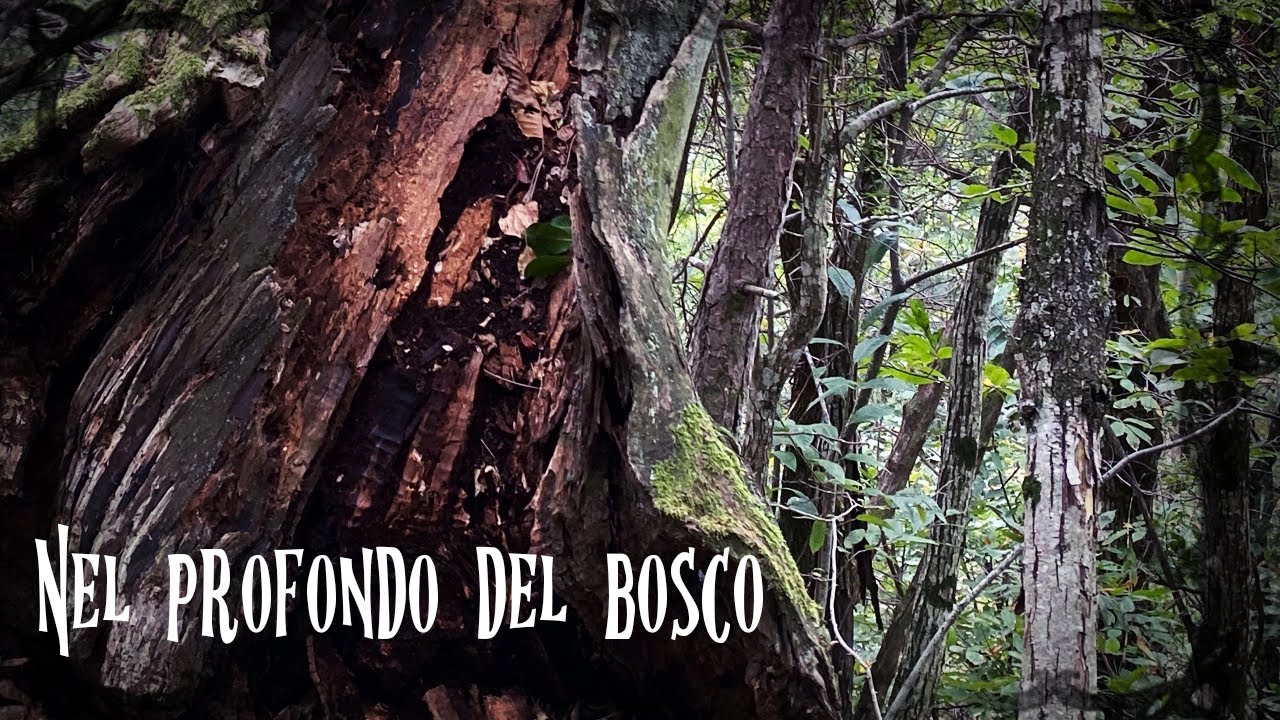 Crimson Prism 1 - Nel profondo del bosco