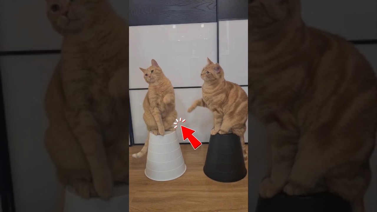 Train Your Cat Without a Clicker: Easy Beginner Tip! 🐾 #CatTraining #ClickerTraining