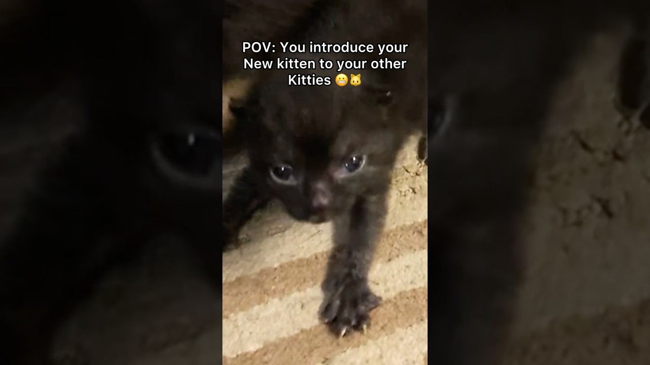 Do you guys like the name mini meow?🐱🤔#pov #kitten #cat #shorts