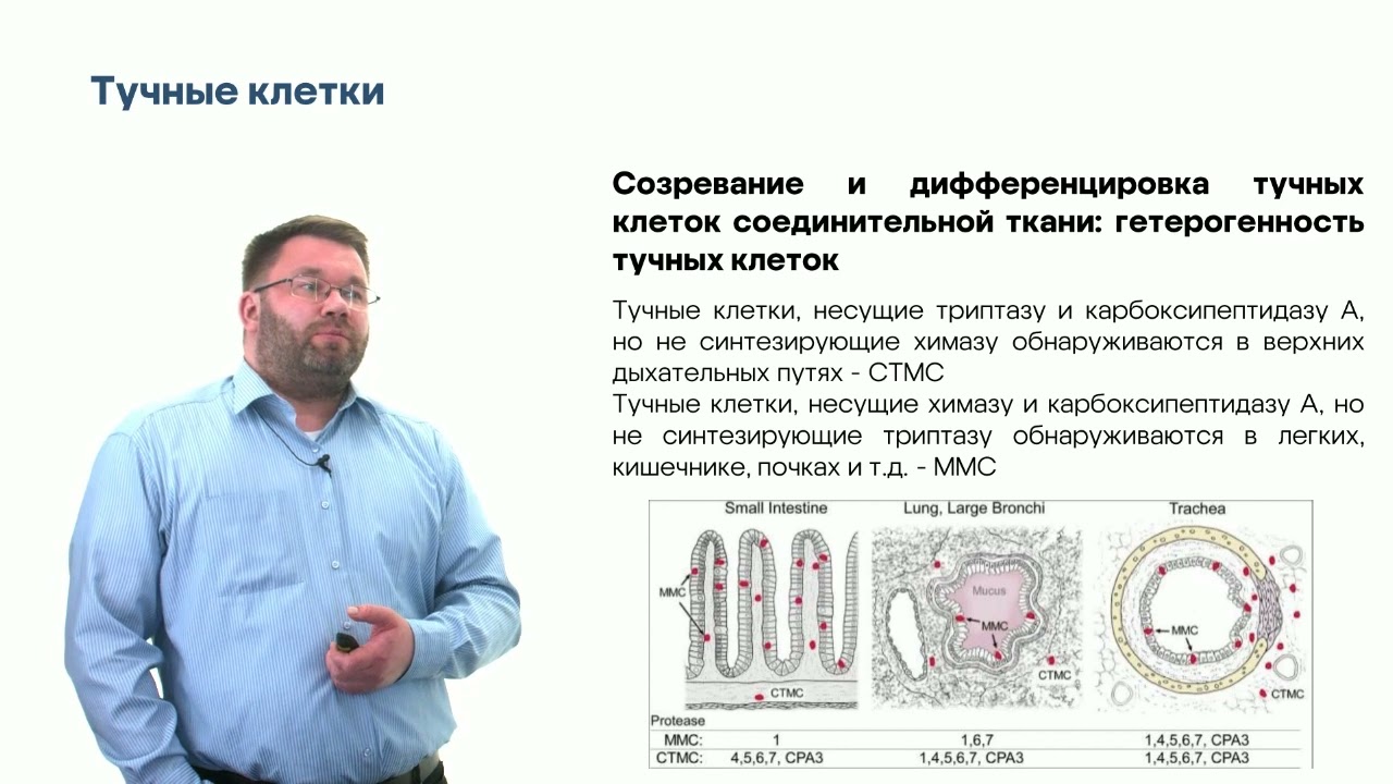Молекулярная иммунология. Глава 4. Часть 1