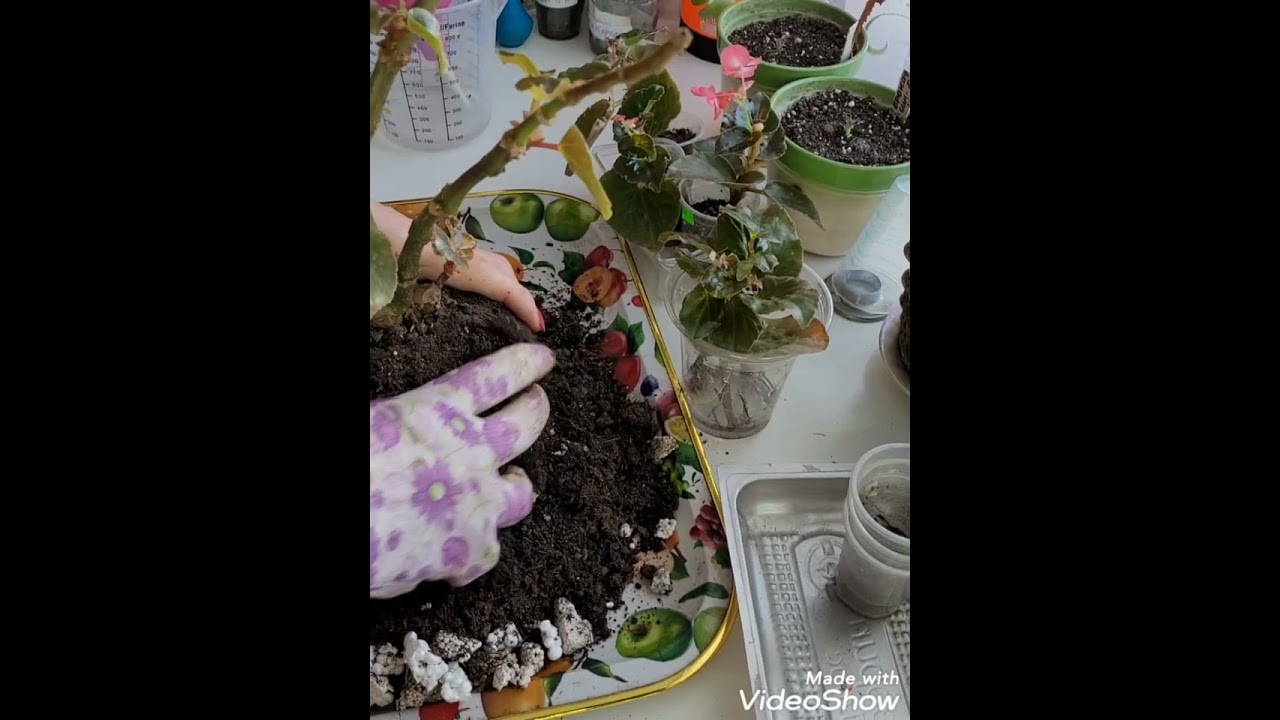 🌺begonia BIG DeluXXe🌺