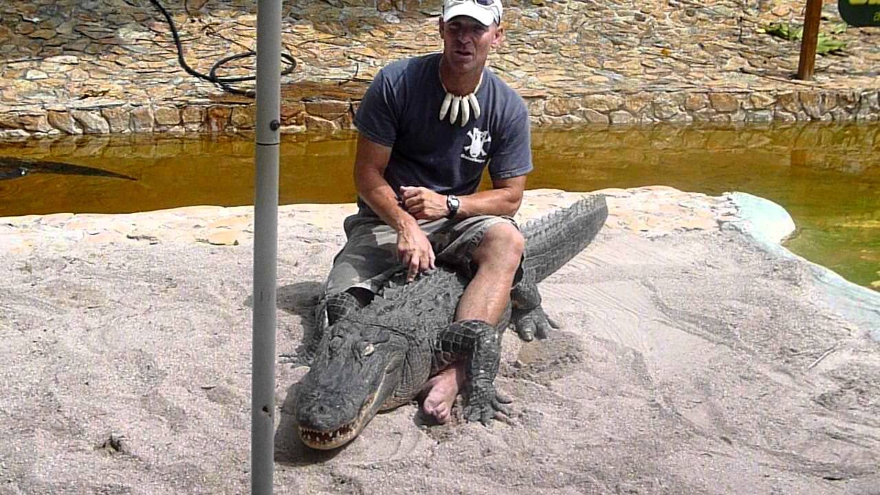 Alligator Show in the Everglades