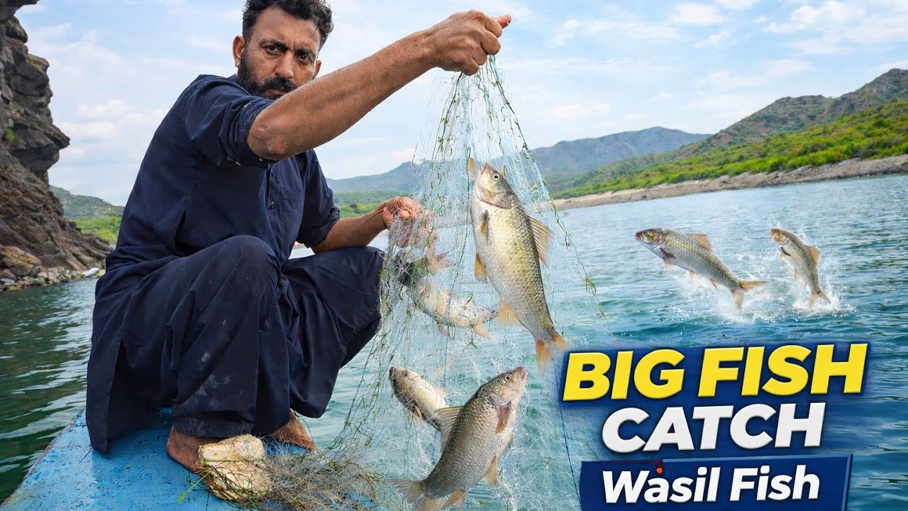 Indus River Snow trout hunting