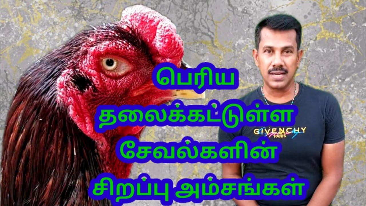 சேவல்களின் முக்கியமான ஒன்று தீமாக் ஷாட் பெரிய தலக்கட்டு உள்ள சேவல்களின் சிறப்பம்சங்கள்