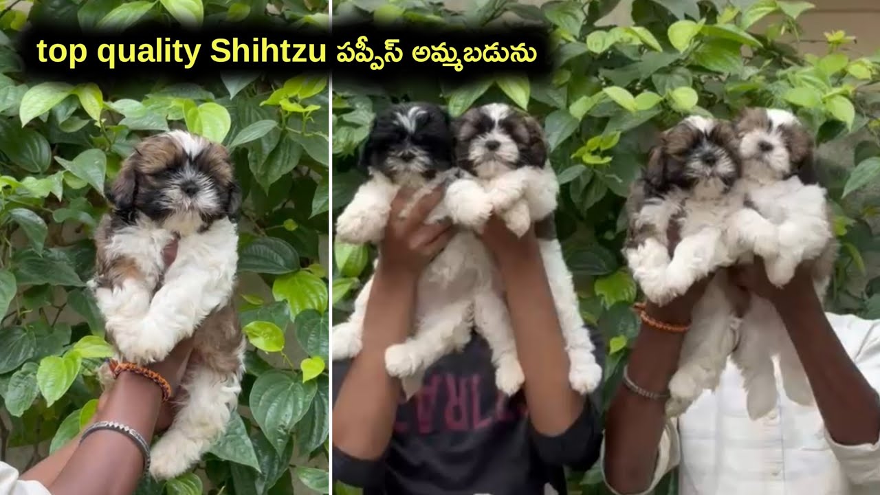 Top quality shihtzu puppies for sale in telugu/6304824328 /aj pets 