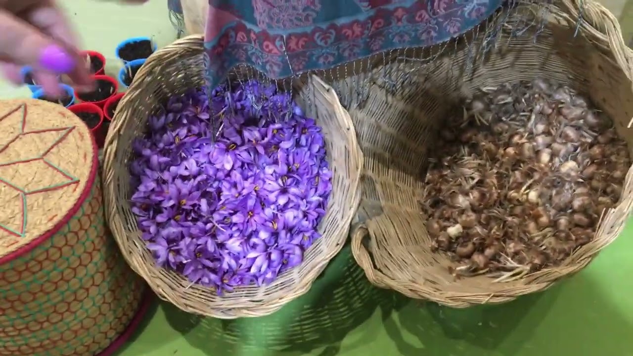 FERIA DEL AZAFRÁN EN CONSUEGRA