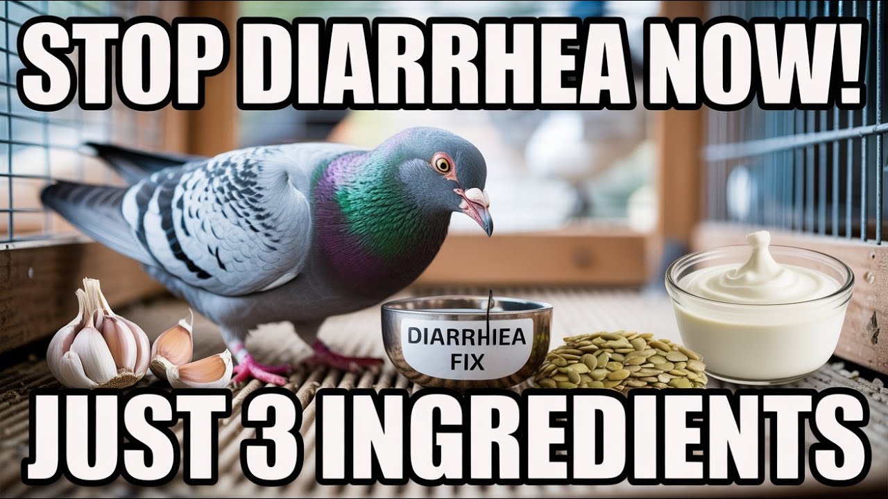 This $1 Mix Stops Pigeon Diarrhea in 24 Hours