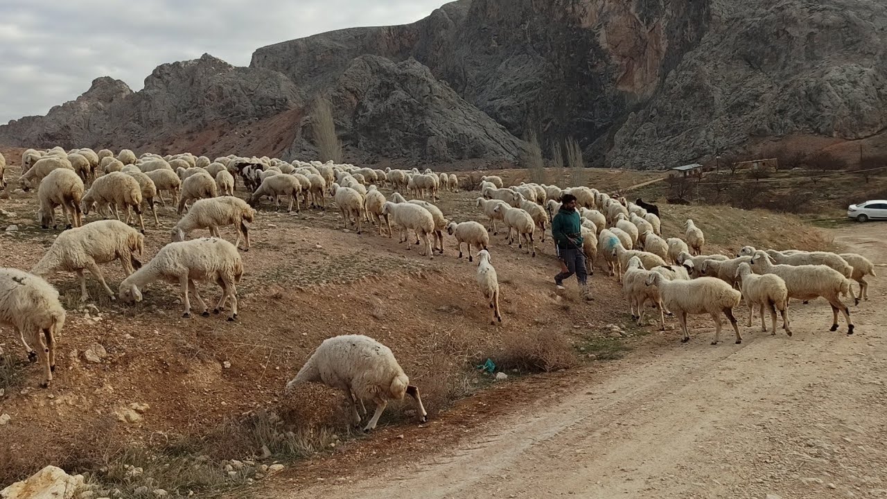 Malatya Darende karabacak ta çoban hayatı